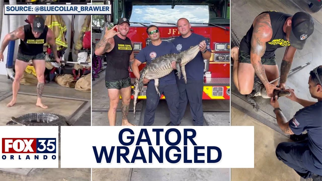 Blue Collar Brawler traps alligator inside Jacksonville Fire Station